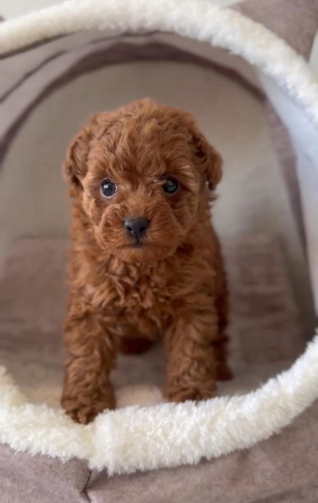 GÜZELLİK ABİDESİ ERKEK DİŞİ POODLE BEBEKLER