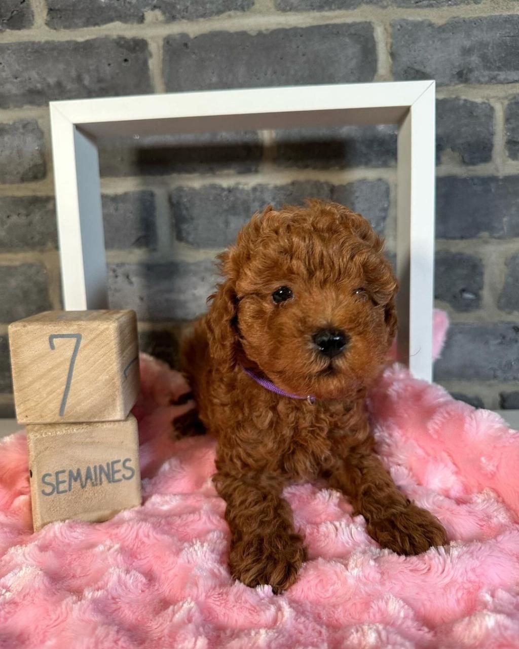 SEÇKİN POODLE YAVRULAR ZİYARETE AÇIK AŞILI