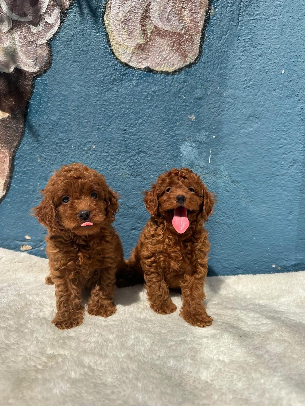 ANATOMİ HARİKASİ ERKEK DİŞİ POODLE BEBEKLER