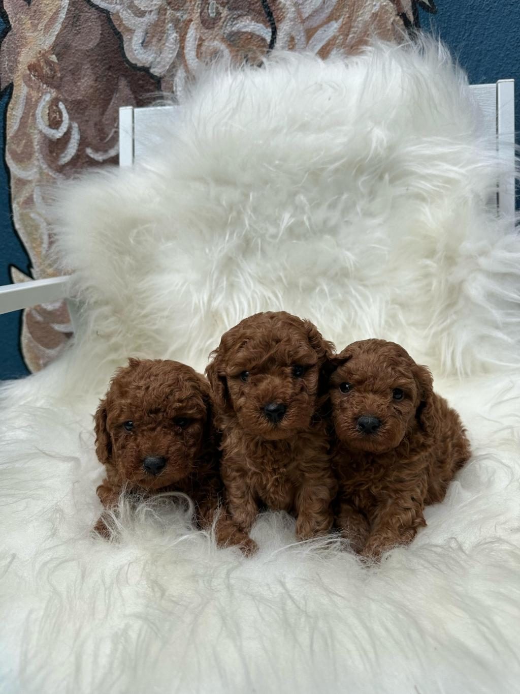 SEÇKİN POODLE YAVRULAR ZİYARETE AÇIK AŞILI