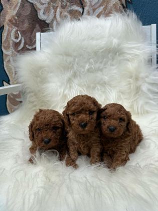 SEÇKİN POODLE YAVRULAR ZİYARETE AÇIK AŞILI - Toy Poodle - Muğla