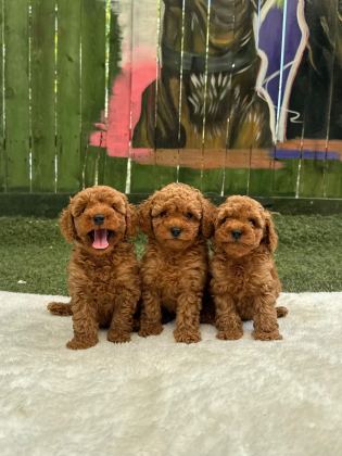 SEÇKİN POODLE YAVRULAR ZİYARETE AÇIK - Toy Poodle - Denizli