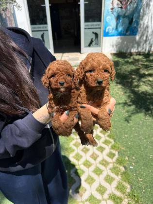 SEÇKİN POODLE YAVRULAR ZİYARETE AÇIK AŞILI - Toy Poodle - Muğla
