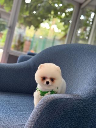 SAĞLIK VE IRK GARANTİLİ POMERANİAN - Pomeranian Boo - İstanbul