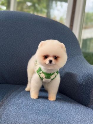 SAĞLIK VE IRK GARANTİLİ POMERANİAN - Pomeranian Boo - İstanbul