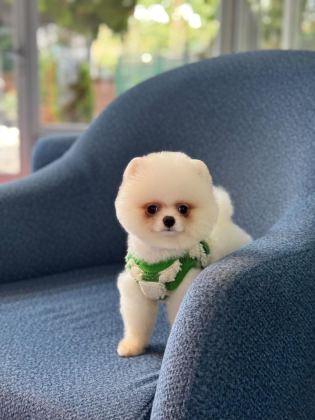 SAĞLIK VE IRK GARANTİLİ POMERANİAN - Pomeranian Boo - İstanbul