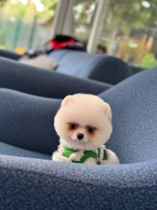 SAĞLIK VE IRK GARANTİLİ POMERANİAN - Pomeranian Boo - İstanbul