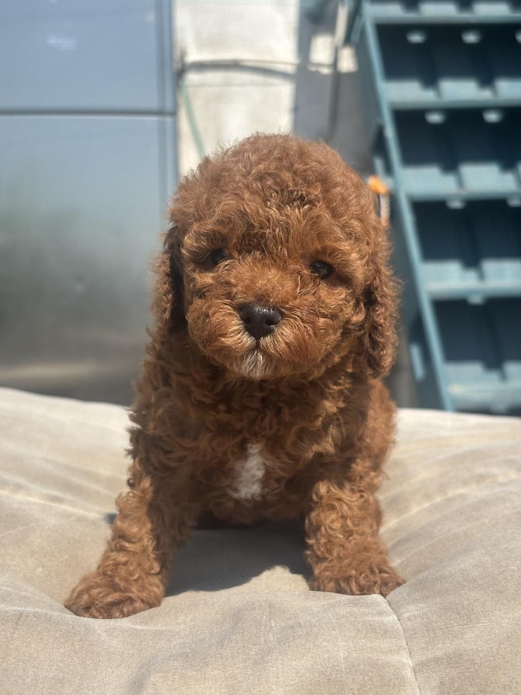 RED BROWN TOY BOY POODLE KIZIMIZ