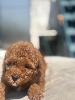 RED BROWN TOY BOY POODLE KIZIMIZ - İzmir