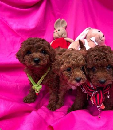 SHOW CLLAS RED BRWON BEBEK YÜZ TOY POODLE YAVRULAR - Toy Poodle - Tekirdağ