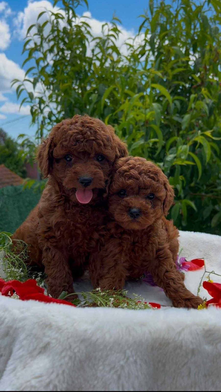 MUHTEŞEM KALİTE ORJİNAL TEACUP RED POODLE YAVRULAR