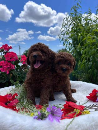 MUHTEŞEM KALİTE ORJİNAL TEACUP RED POODLE YAVRULAR - Toy Poodle - Tekirdağ
