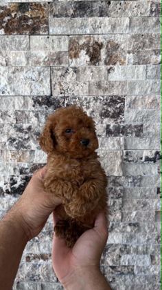 MİKROCHİPLİ RED BROWN ORJİNAL KORE KAN POODLE YAVRULAR - Toy Poodle - Tekirdağ