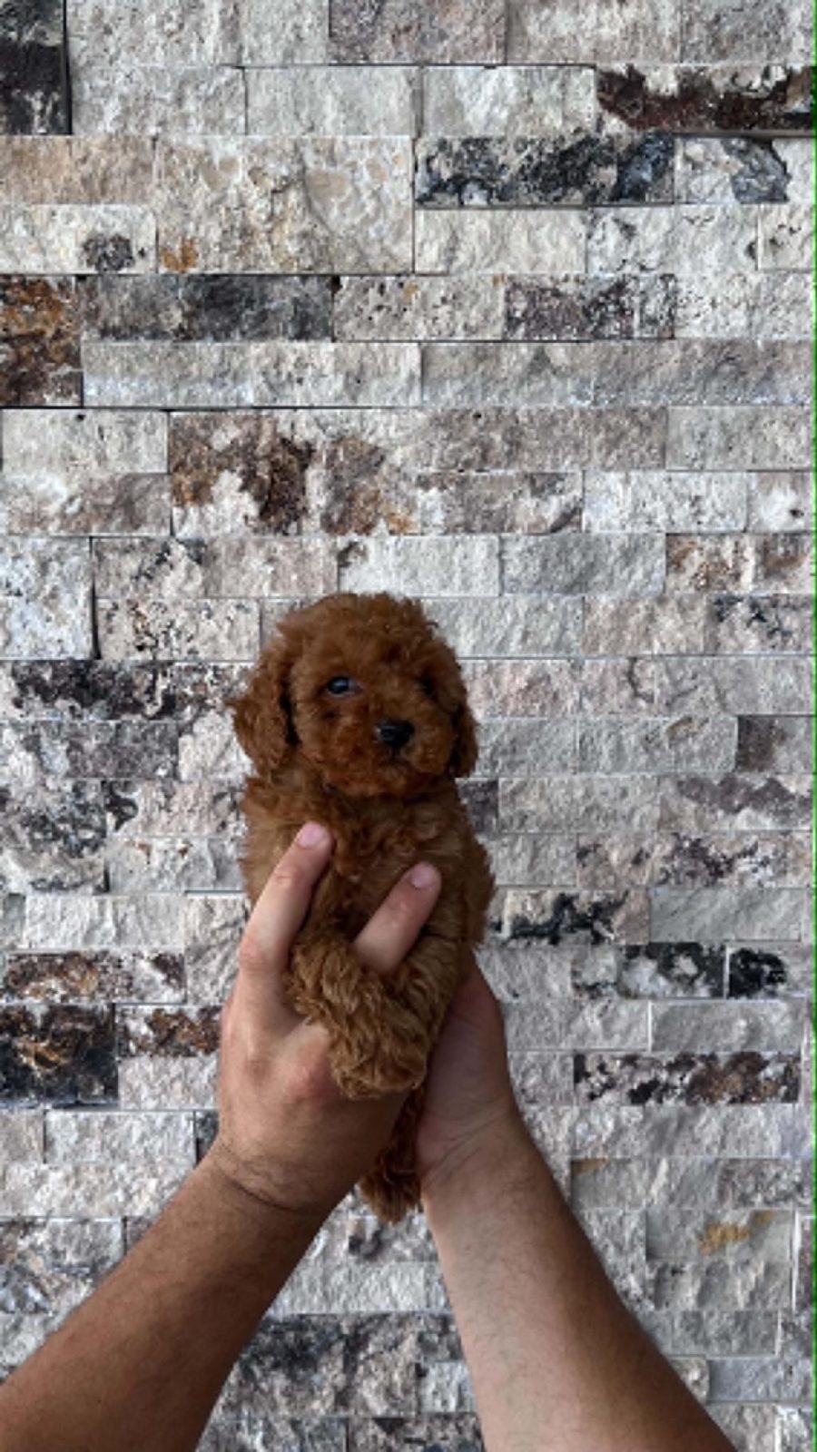 MİKROCHİPLİ RED BROWN ORJİNAL KORE KAN POODLE YAVRULAR