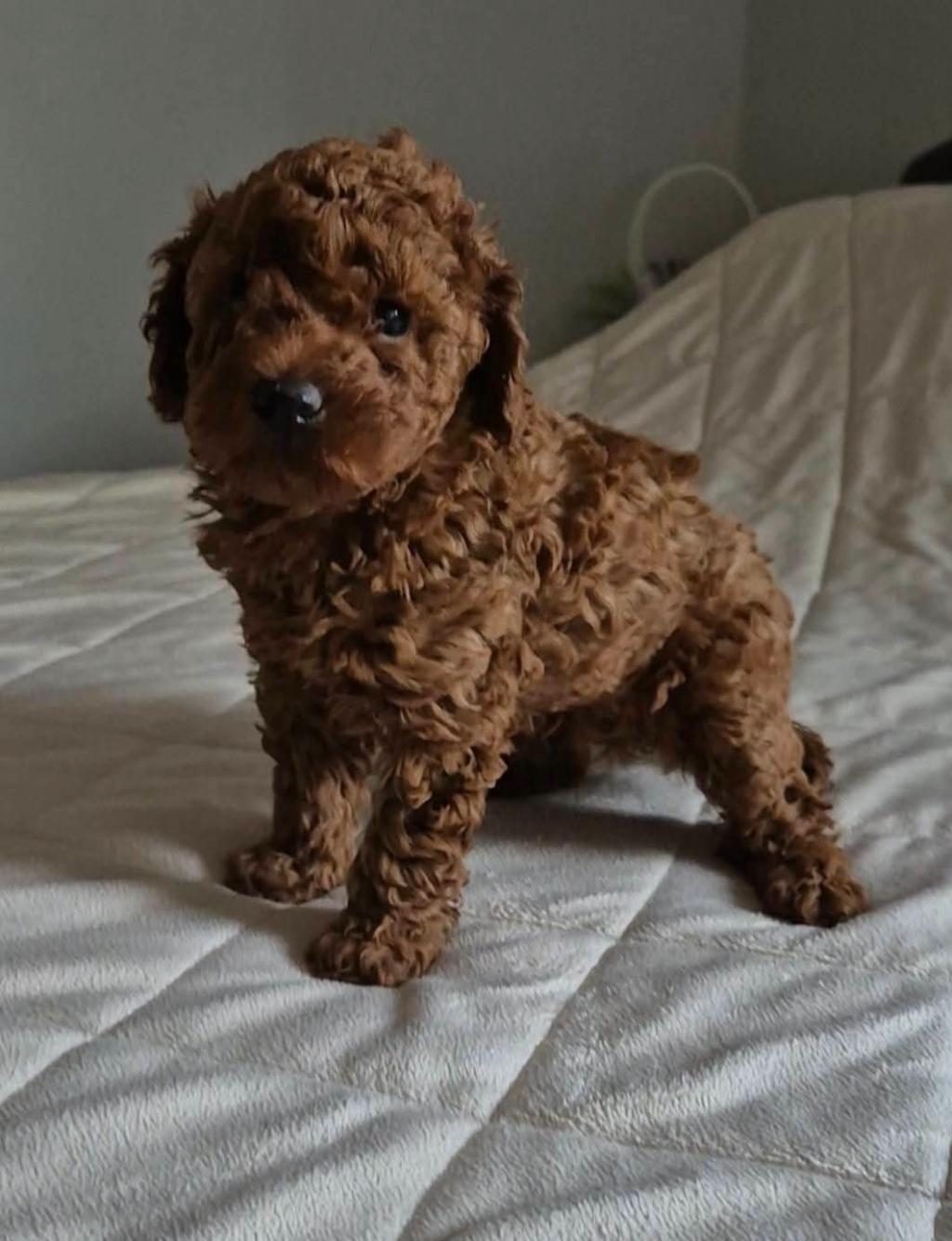 RUHSATLI KÖPEK ÇİFTLİĞİNDEN TOYPOODLE YAVRULARIMIZ
