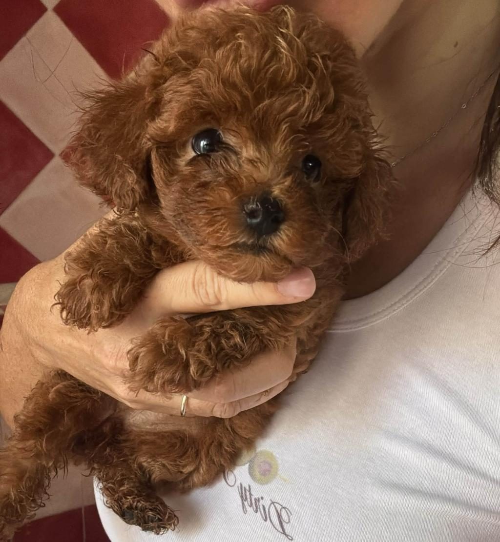 TOYPOODLE YAVRULARIMIZ