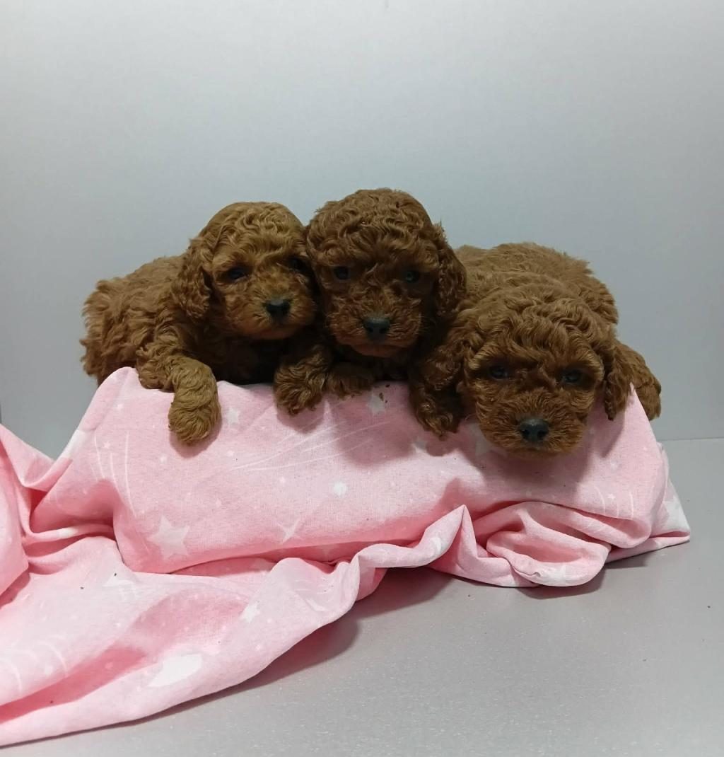 TOYPOODLE SEVİMLİ YAVRULARIMIZ