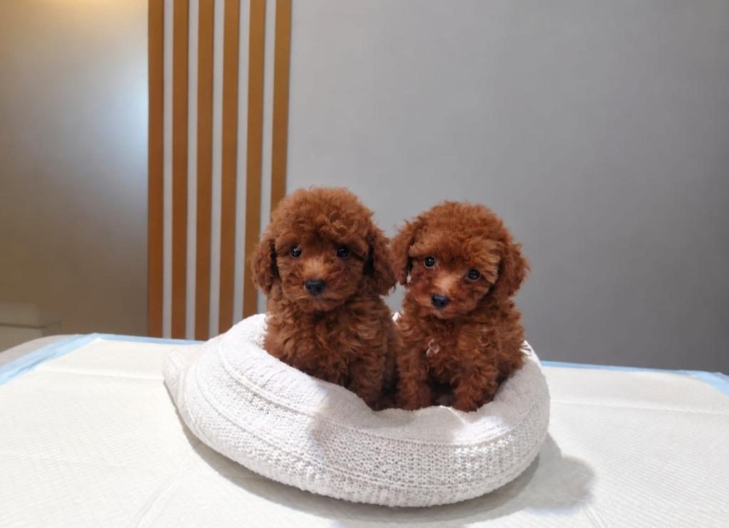 RUHSATLI KÖPEK ÇİFTLİĞİNDEN TOY POODLE YAVRULARIMIZ