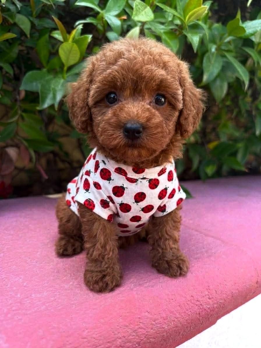 TOYPOODLE MÜKEMMEL GÜZELLİKTEKİ YAVRULARIMIZ