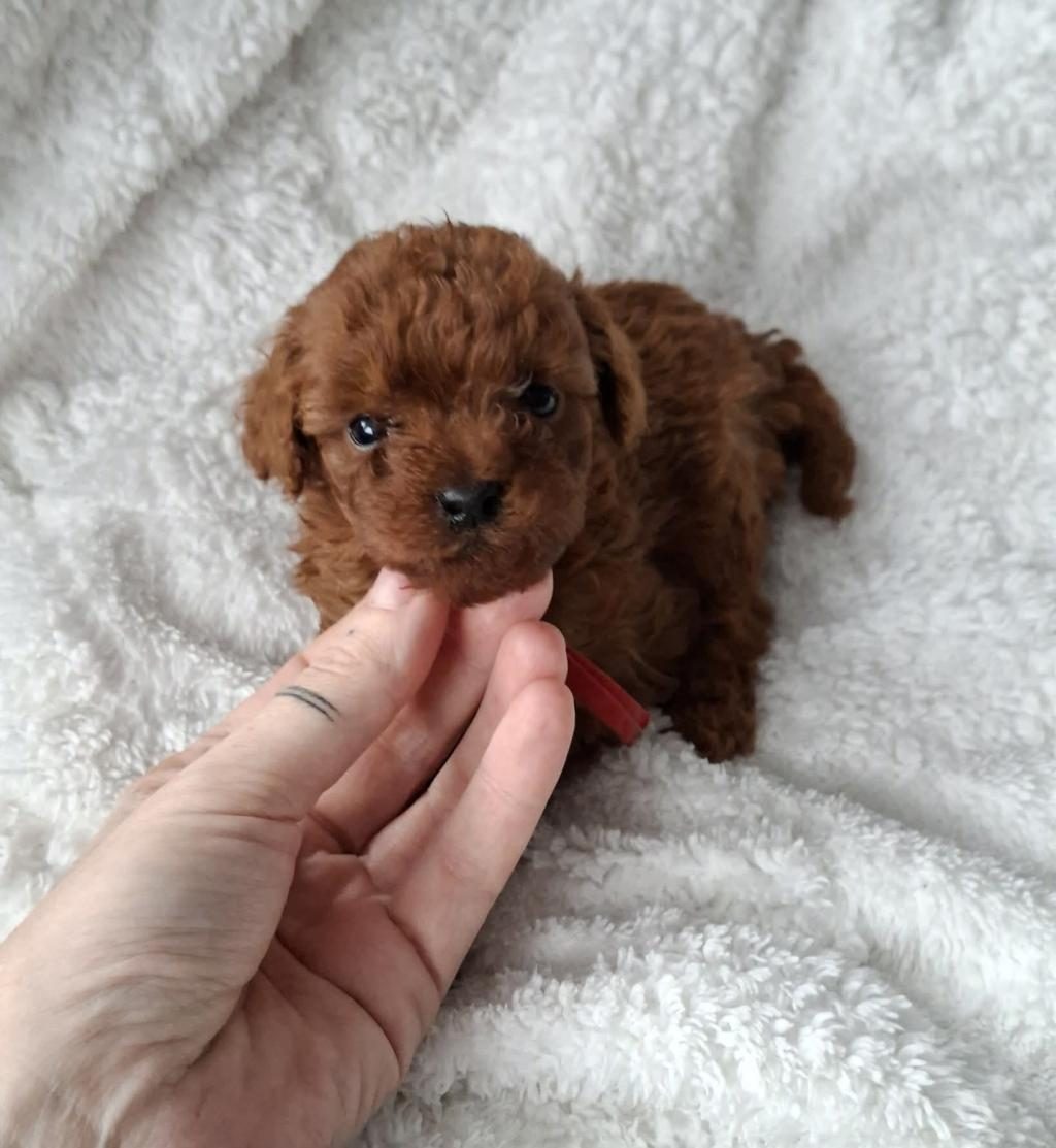 SEVİMLİ TOY POODLE YAVRULARIMIZ