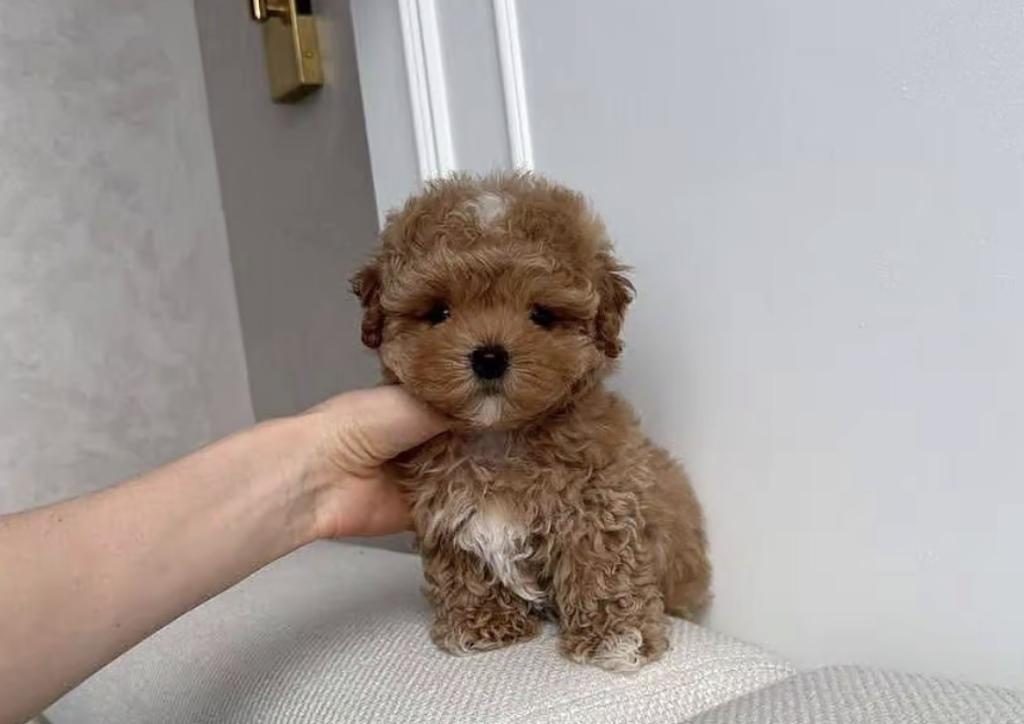 TOY POODLE KÖPEĞİ YAVRULAR