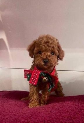 EV DOĞUMLU SAĞLIK GARANTİLİ ORJİNAL POODLE KUZULAR - Toy Poodle - İzmir