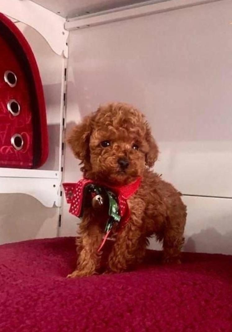 EV DOĞUMLU SAĞLIK GARANTİLİ ORJİNAL POODLE KUZULAR