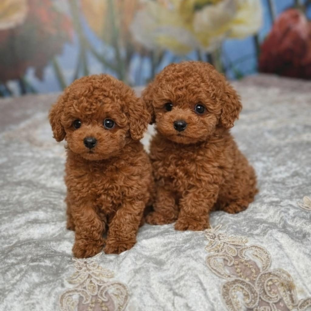 IRK GARANTİLİ POODLE YAVRULAR