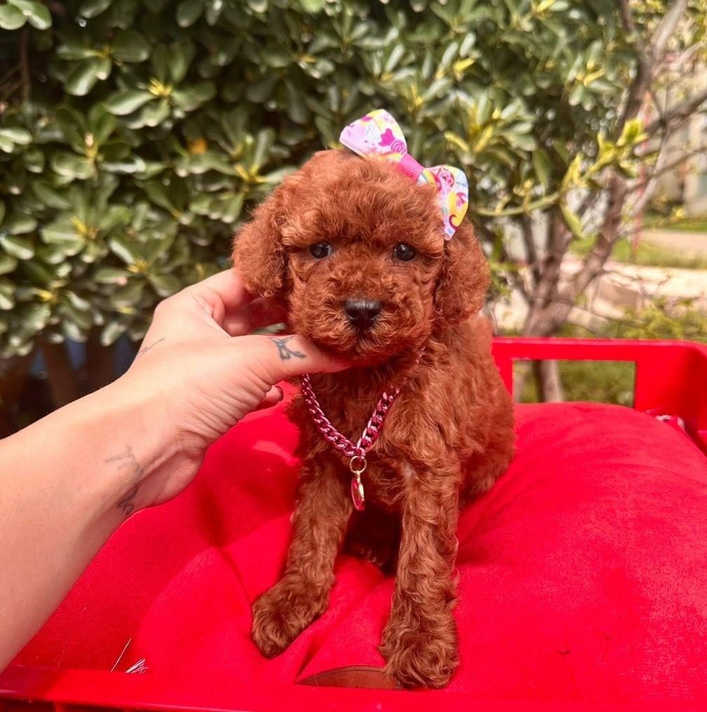 SEVİMLİ TOY POODLE YAVRULARIMIZ