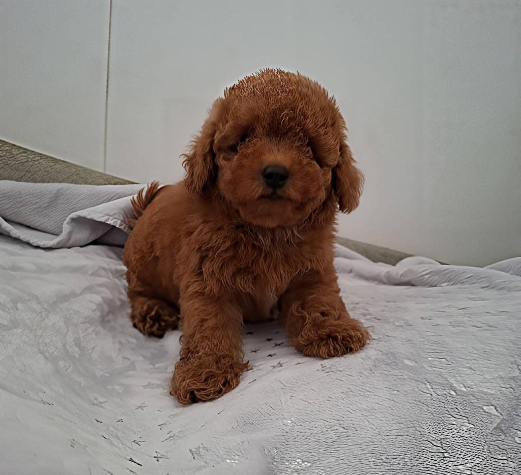 AŞILİ SAĞLIKLI TOY POODLE YAVRULARIMIZ