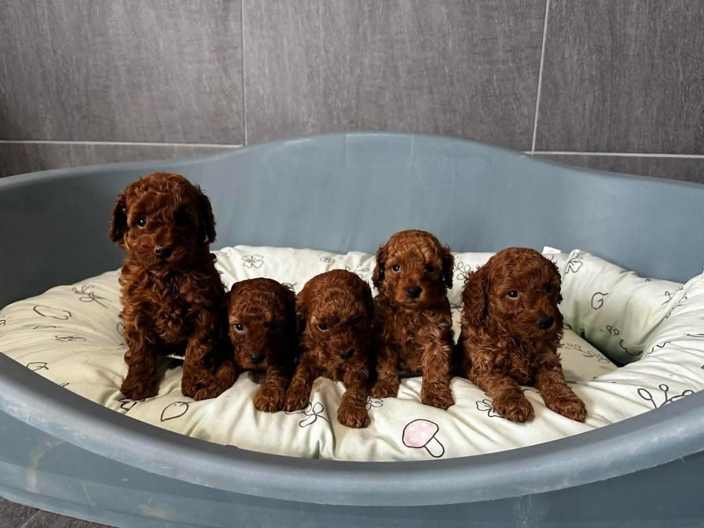 TOY POODLE SEVİMLİ YAVRULARIMIZ