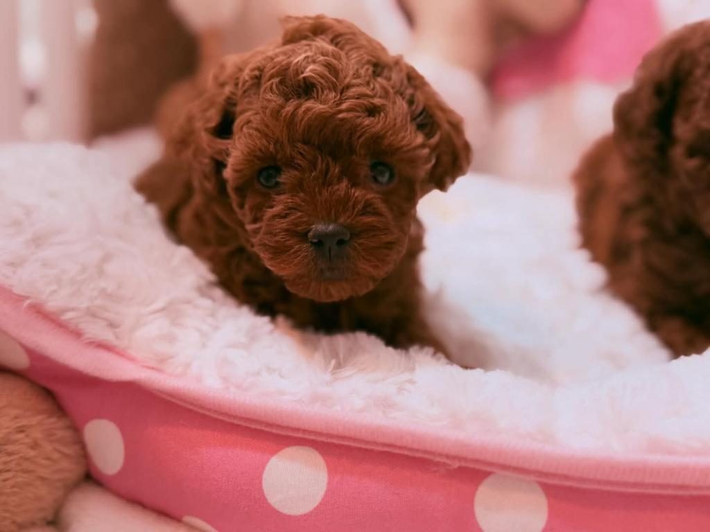TOY POODLE MİNİK KÖPEKLER