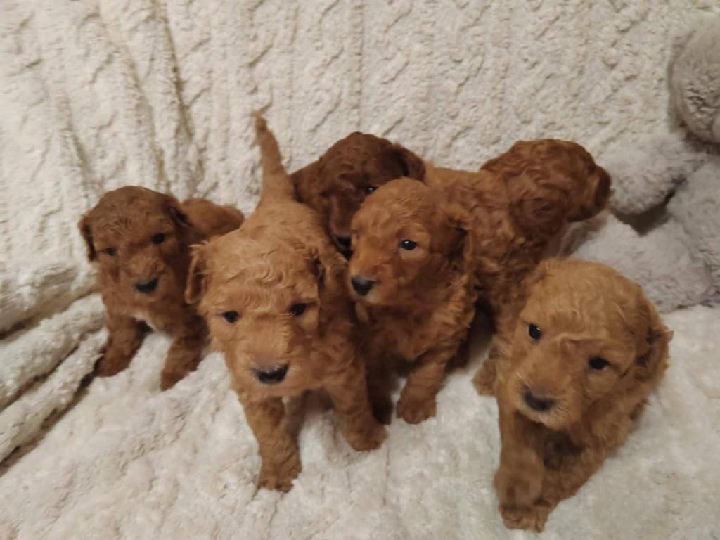 TOY POODLE IRK GARANTİLİ SAĞLIKLI YAVRULAR