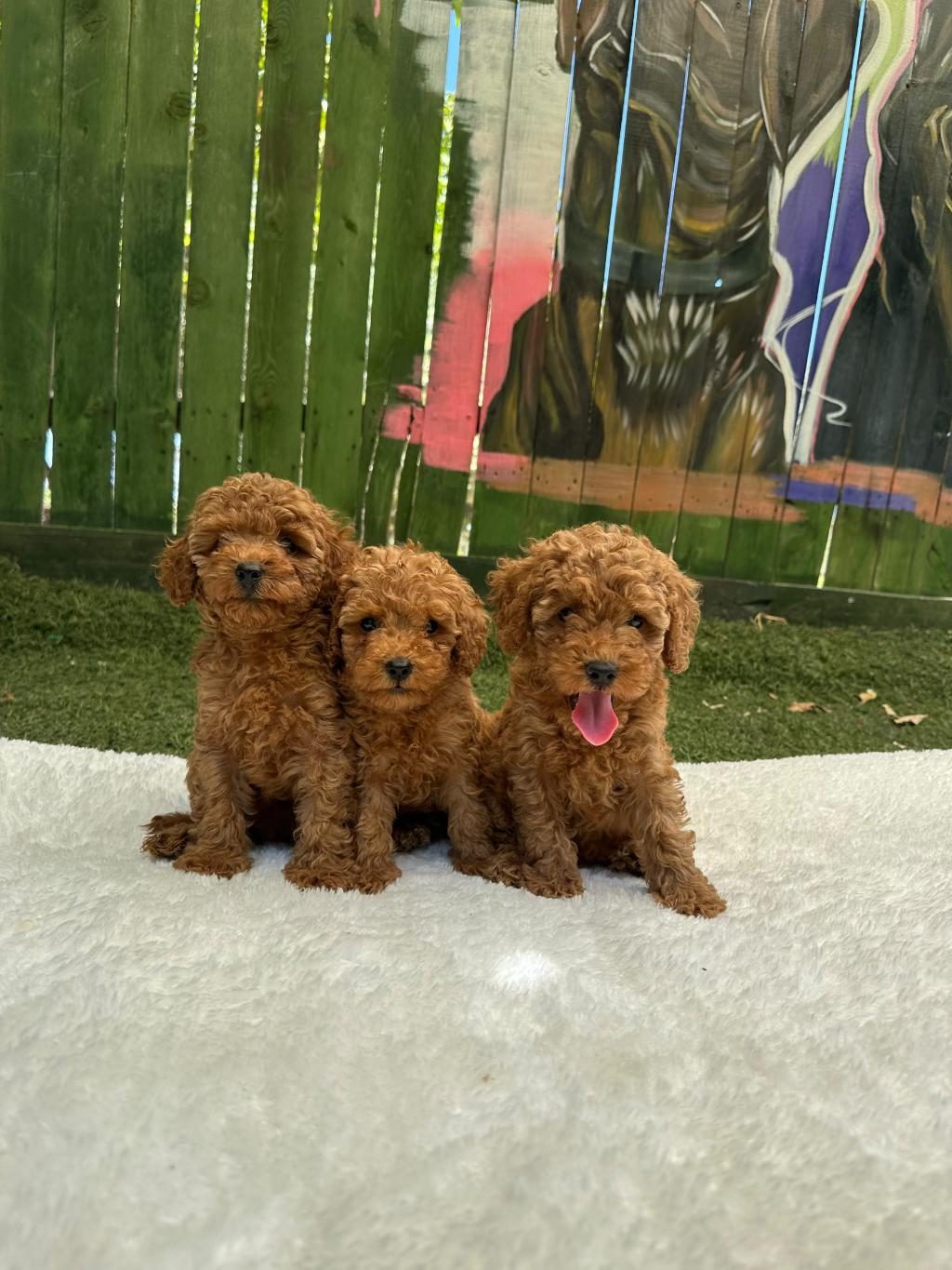 ERKEK DİŞİ TOY POODLE BEBEKLER