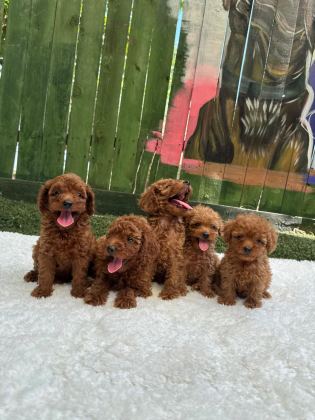 SEÇKİN POODLE YAVRULAR ZİYARETE AÇIK - Toy Poodle - Muğla