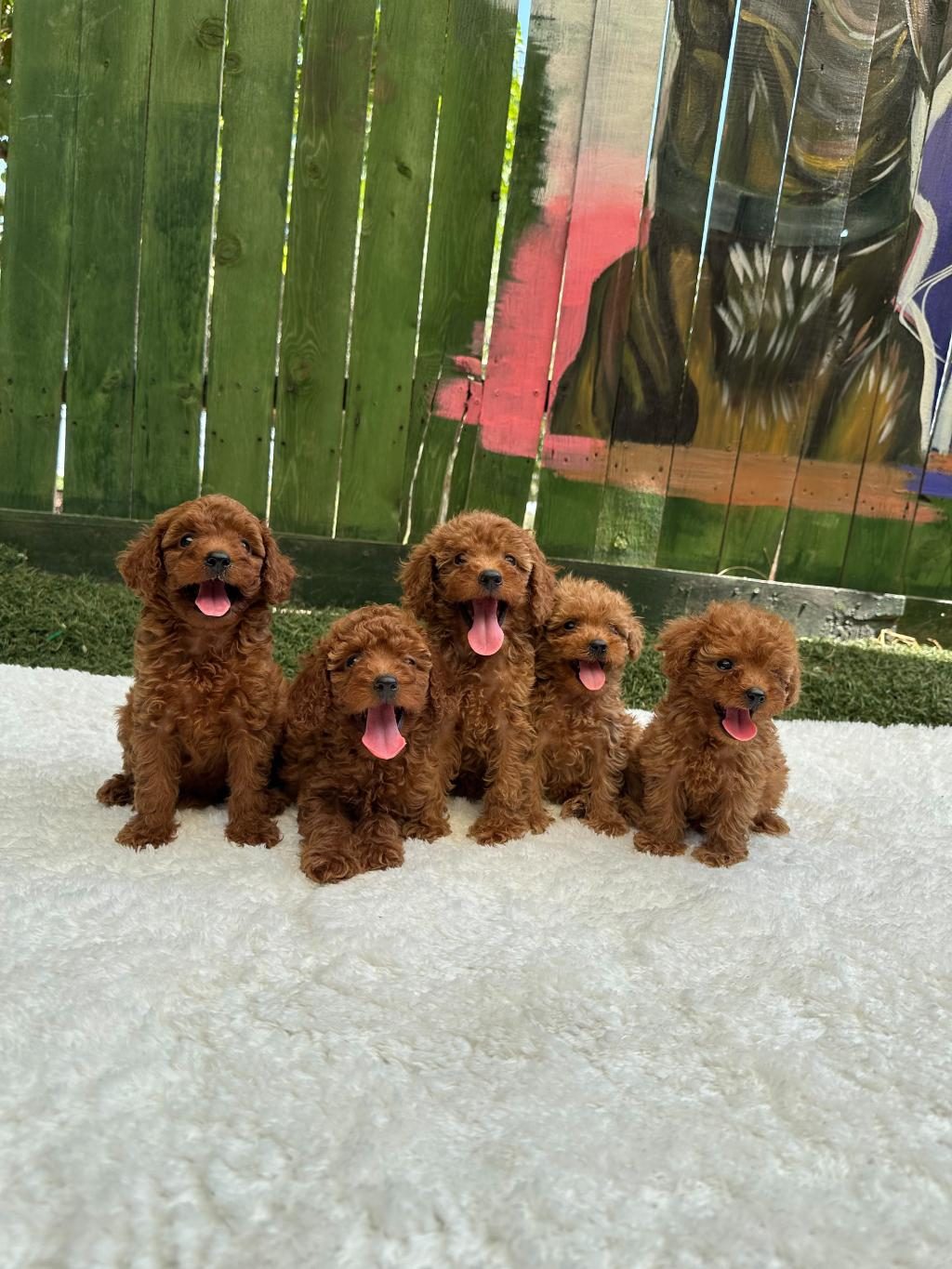 SEÇKİN POODLE YAVRULAR ZİYARETE AÇIK