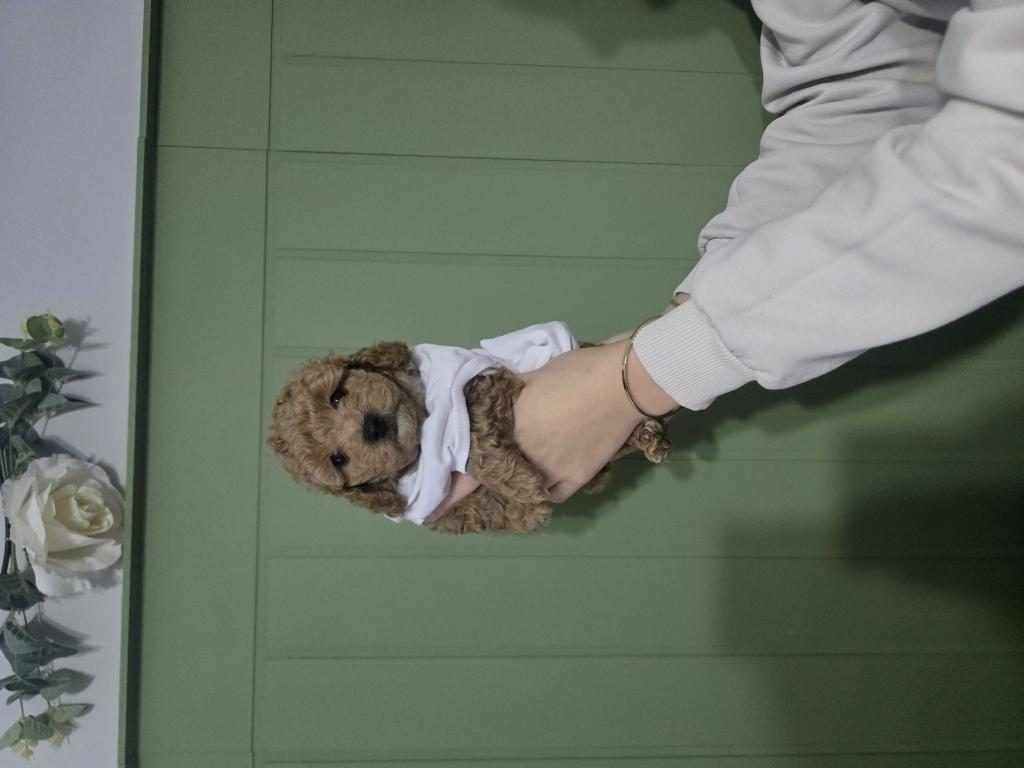 ERKEK TOY POODLE