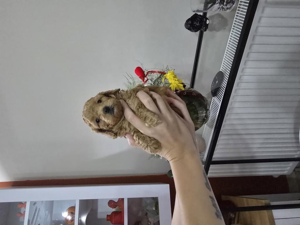 DİŞİ TOY POODLE