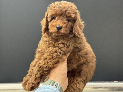 ANKARANIN EN ÖZEL TOY PODLLE YAVRULARI - Toy Poodle - Ankara