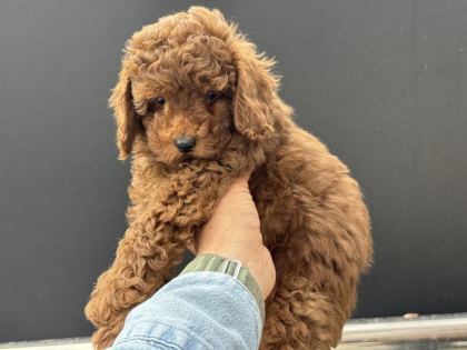 ANKARANIN EN ÖZEL TOY PODLLE YAVRULARI - Toy Poodle - Ankara