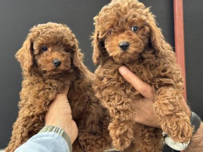 ANKARANIN EN ÖZEL TOY PODLLE YAVRULARI - Toy Poodle - Ankara