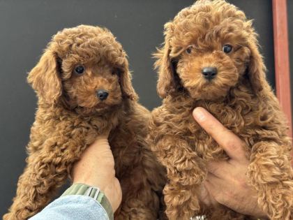 ANKARANIN EN ÖZEL TOY PODLLE YAVRULARI - Toy Poodle - Ankara