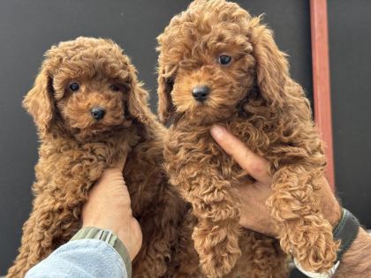 ANKARANIN EN ÖZEL TOY PODLLE YAVRULARI - Toy Poodle - Ankara