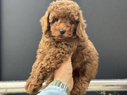 ANKARANIN EN ÖZEL TOY PODLLE YAVRULARI - Toy Poodle - Ankara