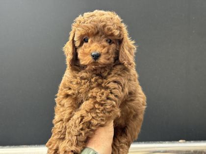 ANKARANIN EN ÖZEL TOY PODLLE YAVRULARI - Toy Poodle - Ankara