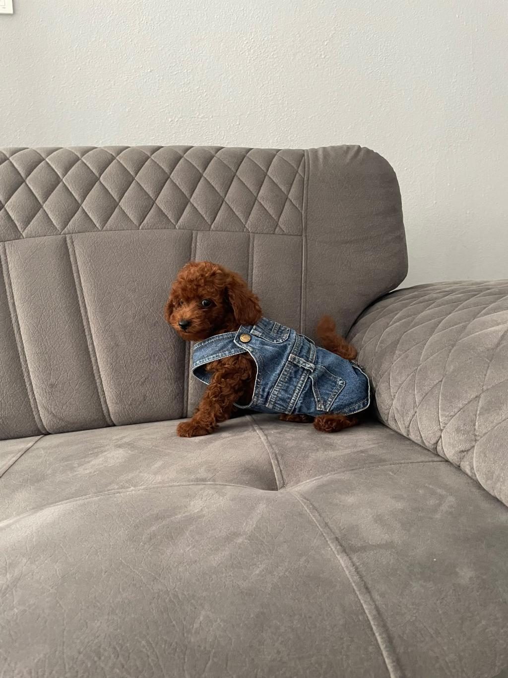 KORE PRENSES POODLE