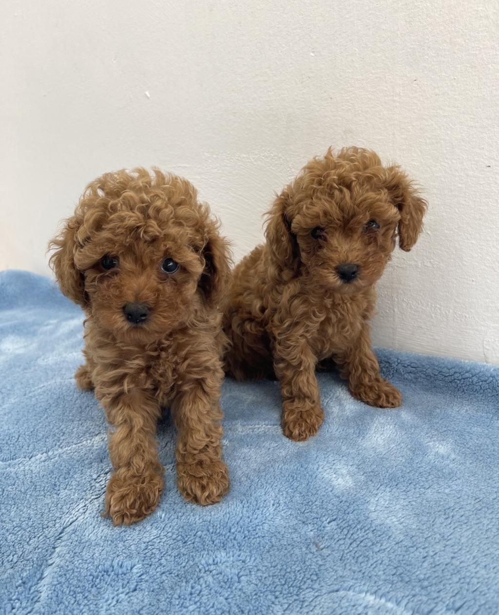SAF IRK ZARAFETİ POODLE