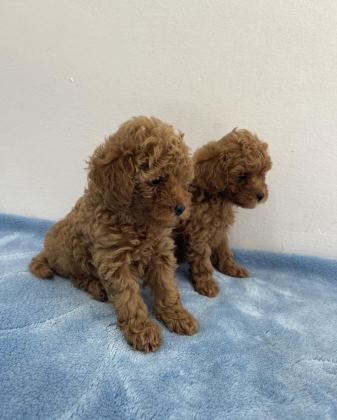 SAF IRK ZARAFETİ POODLE - Toy Poodle - İstanbul