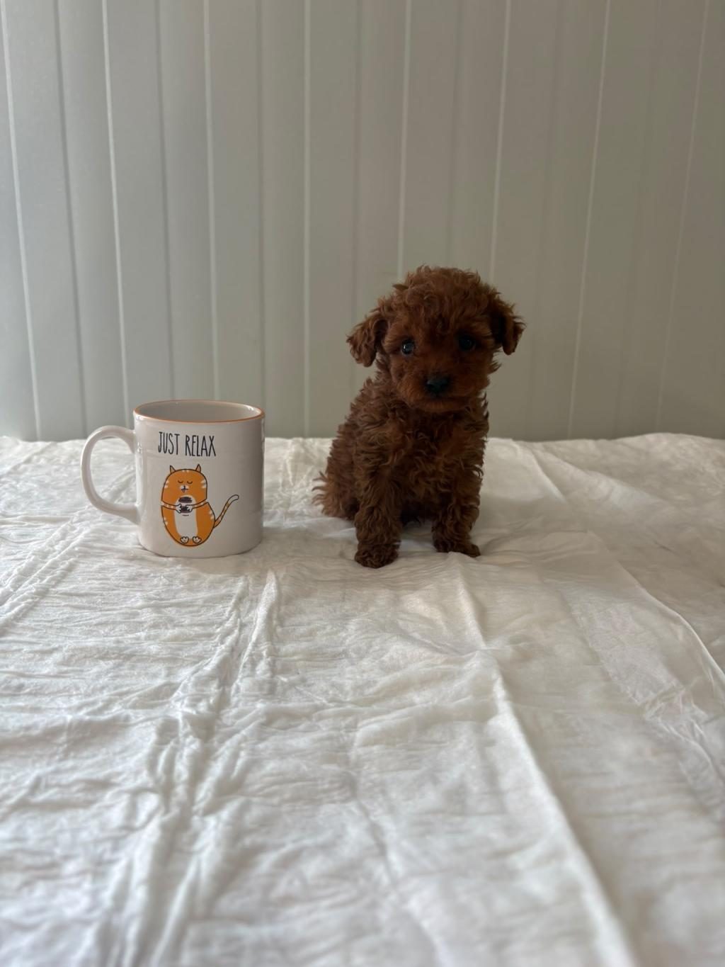 TEACUP BARDAK BOY TOY POODLE