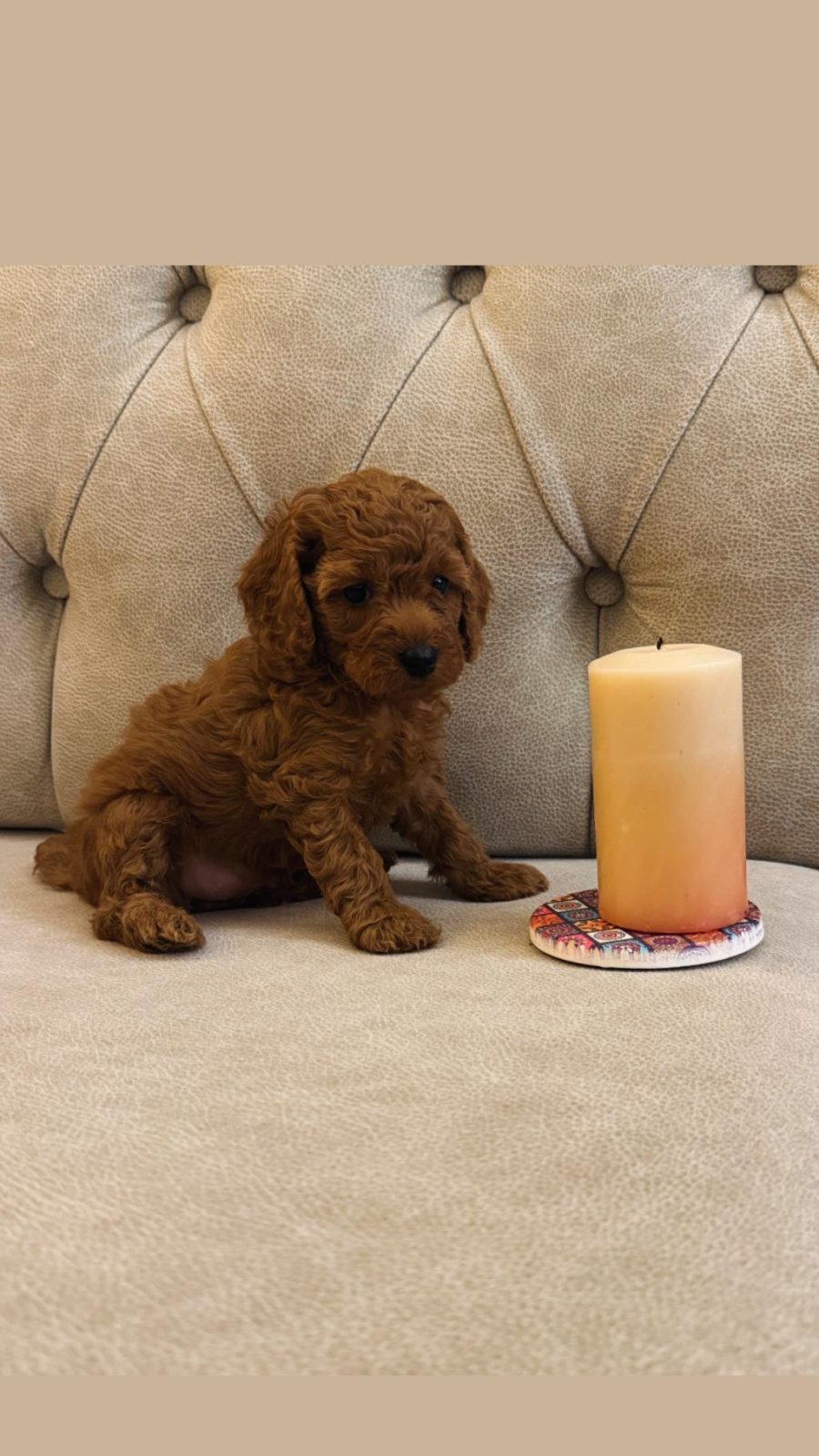 GÜZEL POODLE KIZIMIZ